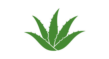 Aloe vera plant graphic isolated on white background for design concept