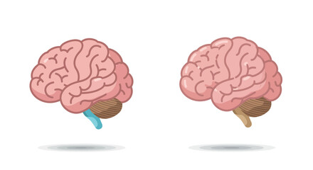 Anatomical illustration of a human brain in side view isolated on white