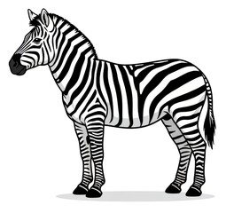 Obraz premium Detailed illustration of a zebra standing profile on a transparent background with black and white stripes