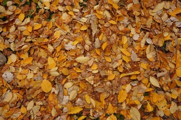 Golden leaves fall background. Colorful autumnal leaves.