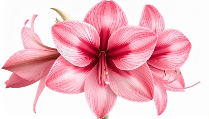 Fototapeta premium Elegant Amaryllis Flowers Blossom Pink and Red Isolated on White Background
