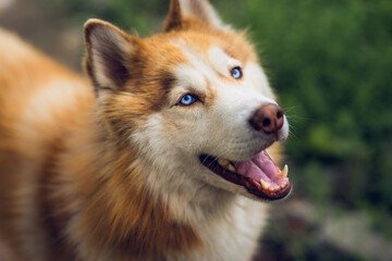 Close-up of a Siberian Husky with striking blue eyes outdoors, showcasing nature, happiness, and companionship