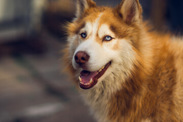 Close-up of a Siberian Husky with striking blue eyes, capturing a natural and expressive canine portrait in warm lighting