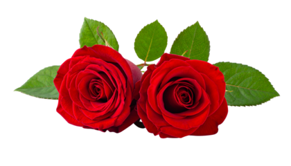 Double Red Roses with Leaves Cluster, isolated on transparent background