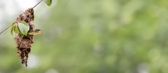Olive-backed Sunbird, Cinnyris jugularis, Baby, staying in the nest, waiting for parent to return...
