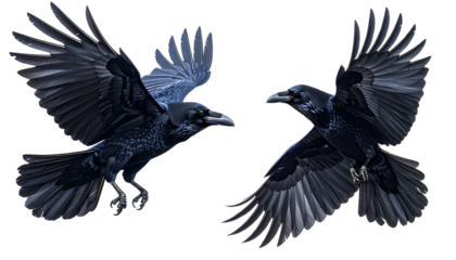  Two Black Ravens in Flight with Different Wing Spans, isolated on transparent background