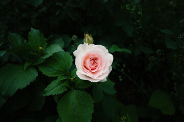 Withered rose in the garden. Shallow depth of field.