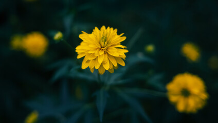 Yellow rudbeckia laciniata flower in the garden.