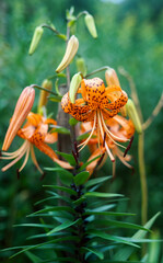 Vibrant orange lilies in a lush green garden.