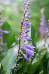Delicate purple flowers of hosta plant in nature's embrace.