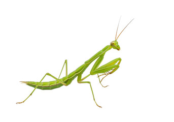 Isolated green praying mantis insect, a predatory bug with long legs and green camouflage
