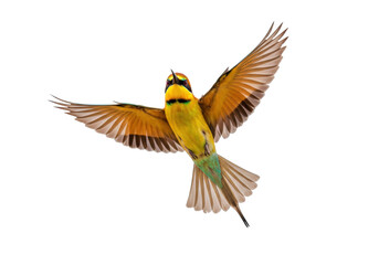 Isolated Golden Bee-eater with Outstretched Wings in Flight, Wild Bird, Tropical Species