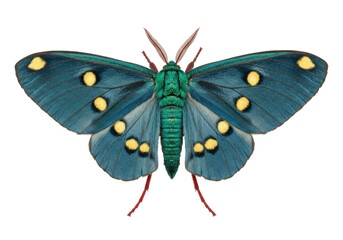 Isolated colorful green moth with blue wings and yellow dots, insect specimen, beauty of nature