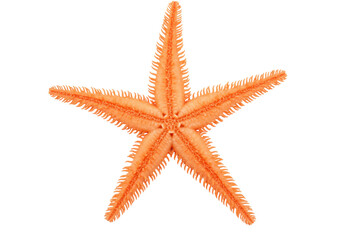 Isolated orange starfish, beautiful decorative sea creature, marine invertebrate specimen