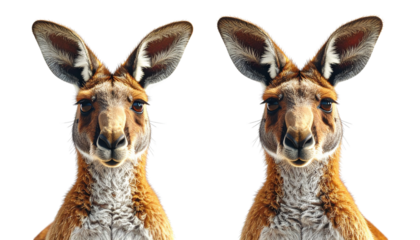 Close-Up Portrait Pair of Red Kangaroos, isolated on transparent background