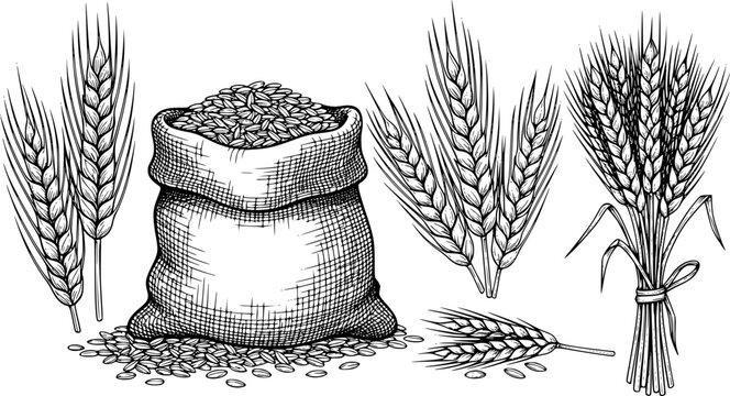 Wheat sketch. Vector set with grain in a jute sack and wheat ears. Illustration of a bunch of spikelet's, a sheaf of wheat. Engraved style.