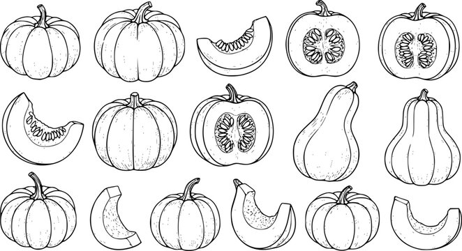 
Pumpkin vector sketches. Autumn hand drawn set of different pumpkins and it's pieces. Monochrome isolated illustrations