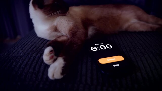 Cat Lying Beside Smartphone Alarm Screen Showing 6 AM on Dark Background, Concept Morning Wake Up and Daily Routine