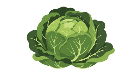 A fresh green cabbage a healthy and versatile vegetable for cooking.