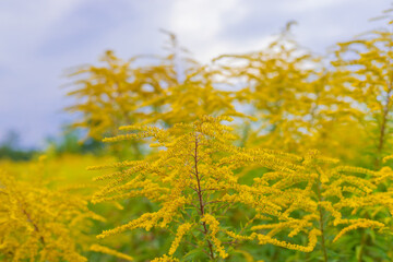Obraz premium Ragweed growing in a field. Selective focus.