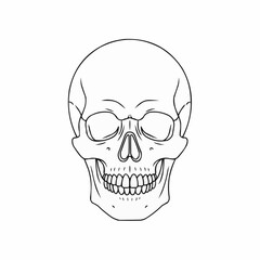 Detailed skull artwork with clean lines, perfect for tattoo designs or edgy illustrations, offering a modern take on mortality and human anatomy