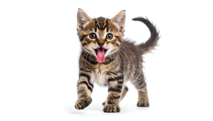 Obraz premium An adorable, energetic tabby kitten with its mouth open, walking playfully forward and looking directly at the camera, beautifully isolated on a clean white background
