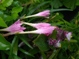 Whispers of Spring: Pink Zephyrettes Dancing in the Breeze
