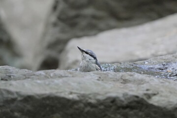 水浴びをするゴジュウカラ