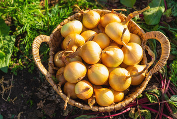 Onion harvest in a basket. Selective focus.