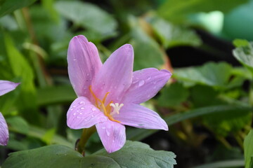 Whispers of Spring: Pink Zephyrettes Dancing in the Breeze
