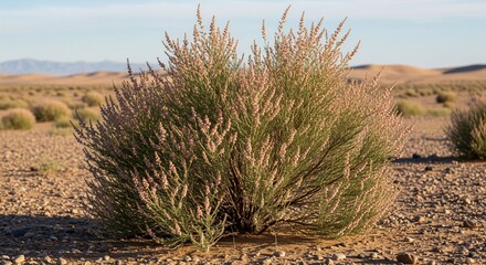 Hardy Tamarisk Shrub Blooming with Pink Flowers in a Vast Arid Desert Landscape