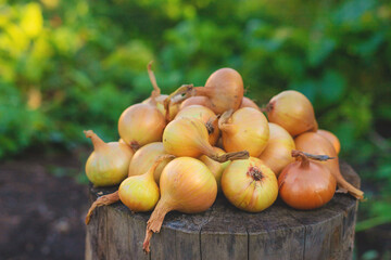 Onion harvest in the garden. Selective focus.
