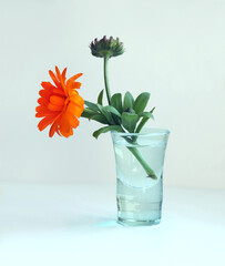  Still life with a calendula flower, also known as marigold in the small glass vase.