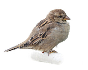 Close-up of a young female house sparrow isolated on white background. 