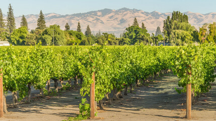 Naklejka premium vineyard. Serene vineyard landscape with orderly grapevine rows under natural sunlight, evoking tranquility and growth. travel magazines.