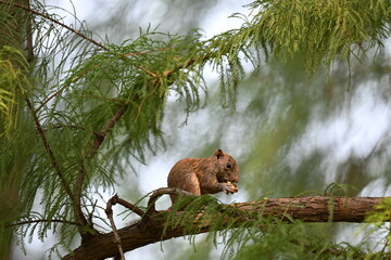 Obraz premium Squirrel on a Pine Tree
