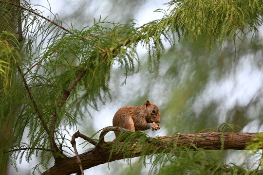 Squirrel on a Pine Tree