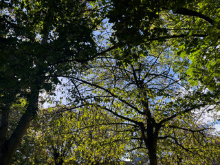 canopy of vibrant green leaves creates a patchwork dome against the bright blue sky, with the silhouettes of dark tree trunks and branches framing the natural, sunlit vista from below.