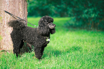 Black Poodle is tied to a tree trunk with a leash in park, side view