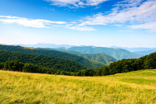 lush alpine meadow in summer. green carpathian mountain landscape under blue sky. beautiful open view in to the distant valley. majestic countryside of ukraine. outdoor adventures in the afternoon