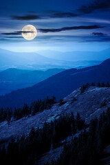 fir trees on a meadow down the hill at night. coniferous forest in mountains in full moon light....