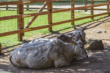 Two light-colored cows resting in a shaded pen