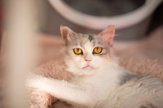 cute close up photo of persian cat with funny expression and big eyes. High quality photo