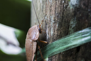 Repulsive brown cockroach insect crawling on rough wooden surface. Macro detail of pest bug in an outdoor habitat, close up view with single green leaf nearby