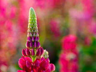 Lupin fields in the Netherlands, beautiful flowers. Colorful background.