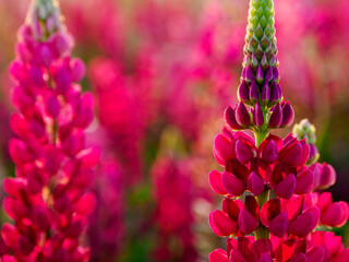 Lupin fields in the Netherlands, beautiful flowers. Colorful background.
