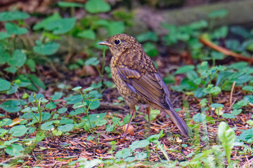 Junges Rotkehlchen (Erithacus rubecula)