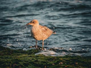 Herring gull, by the sea, young bird