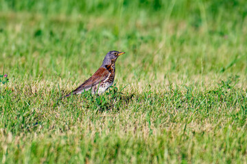 Wacholderdrossel ( Turdus pilaris ) bei der Futtersuche im Sommer