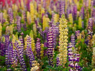 Lupin fields in the Netherlands, beautiful flowers. Colorful background.